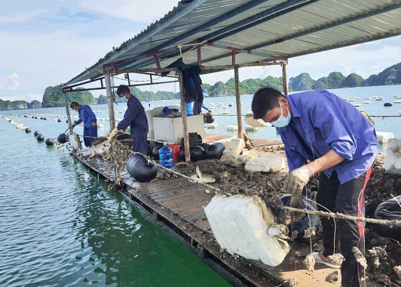 Quảng Ninh gỡ bỏ phao xốp chuyển đổi phao nhựa giải cứu môi trường 